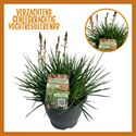 Bild von Bulbine TP26 Fruetescens